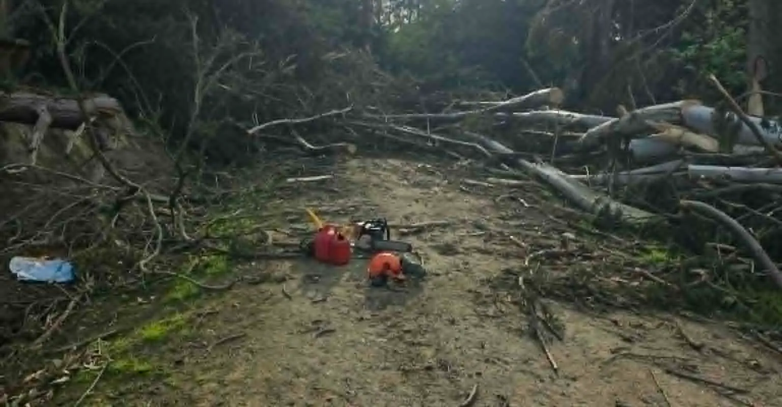 Forest track cleared with a chainsaw after storm damage