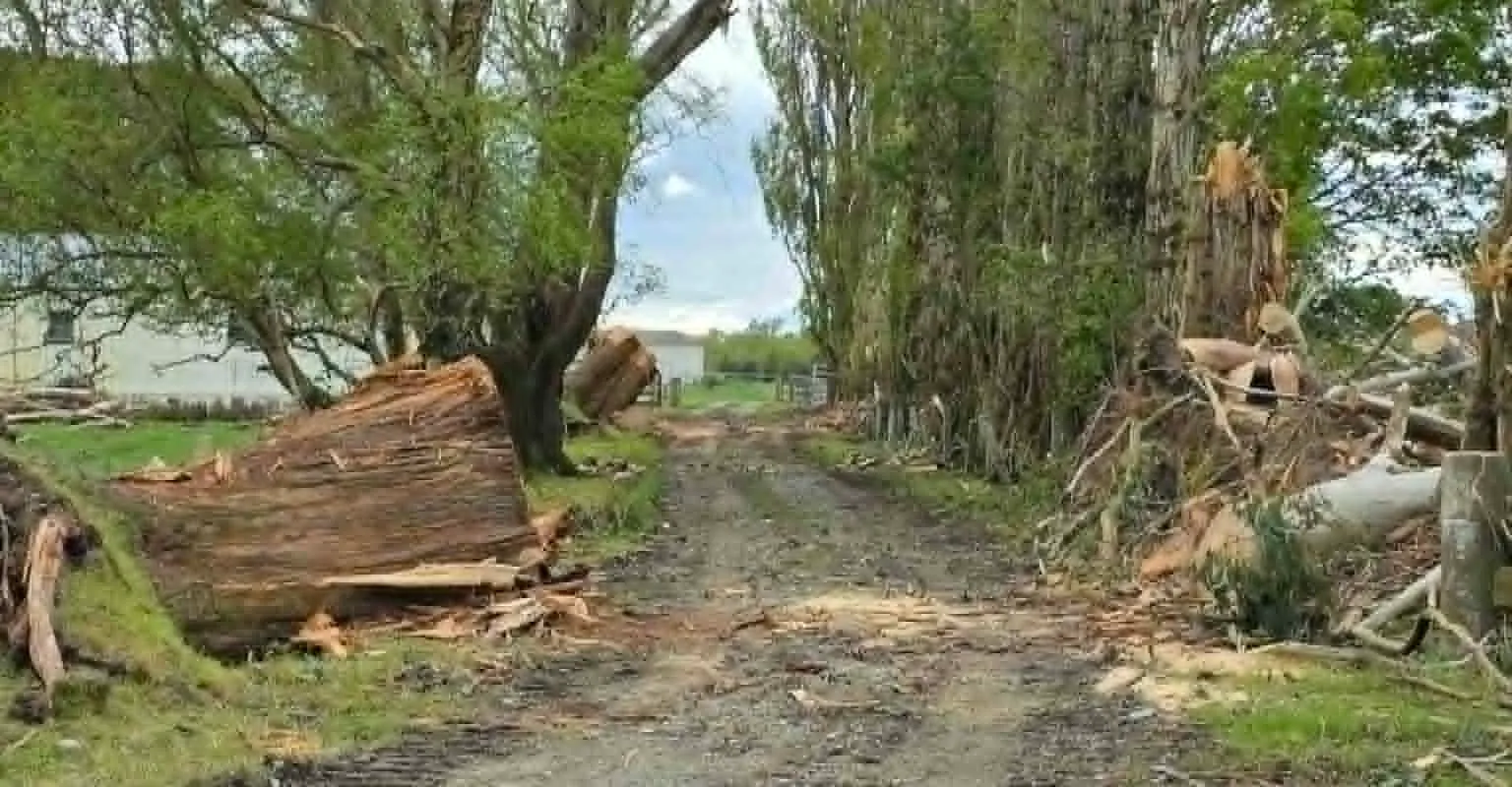 Storm-damaged trees blocking a rural driveway
